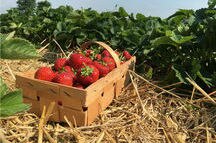 Strawberry farm Strawberry farm